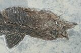 Dapalis Fossil Fish From France - #6533-1